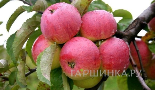 Яблоня Боровинка