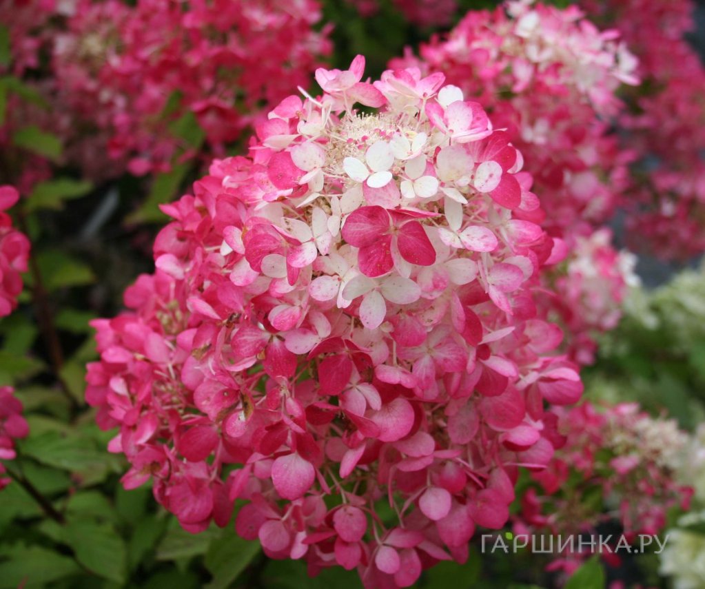 Гортензия Даймонд Руж (Алмазно-Красный) метельчатая