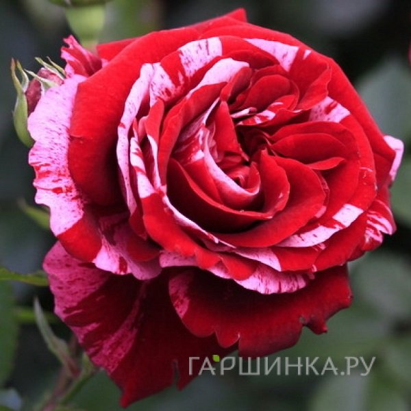 Роза Дип Импрешн флорибунда, Тантау
