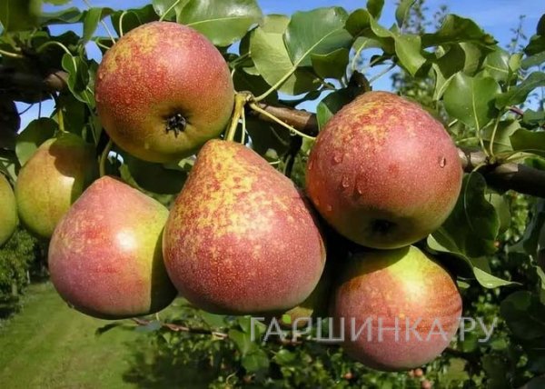 Груша Мраморная