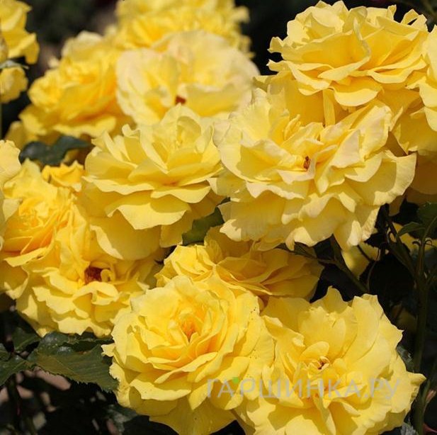 Роза Фрезия флорибунда, Тантау