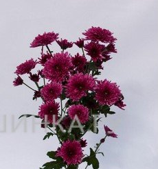 Хризантема Адана Пепл