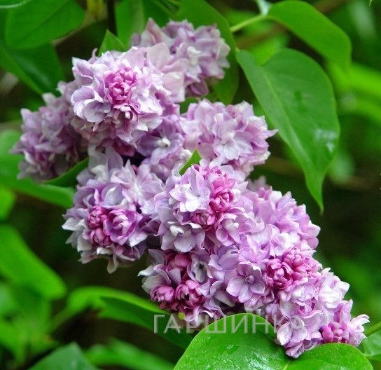 Сирень Катерина Хавемейер