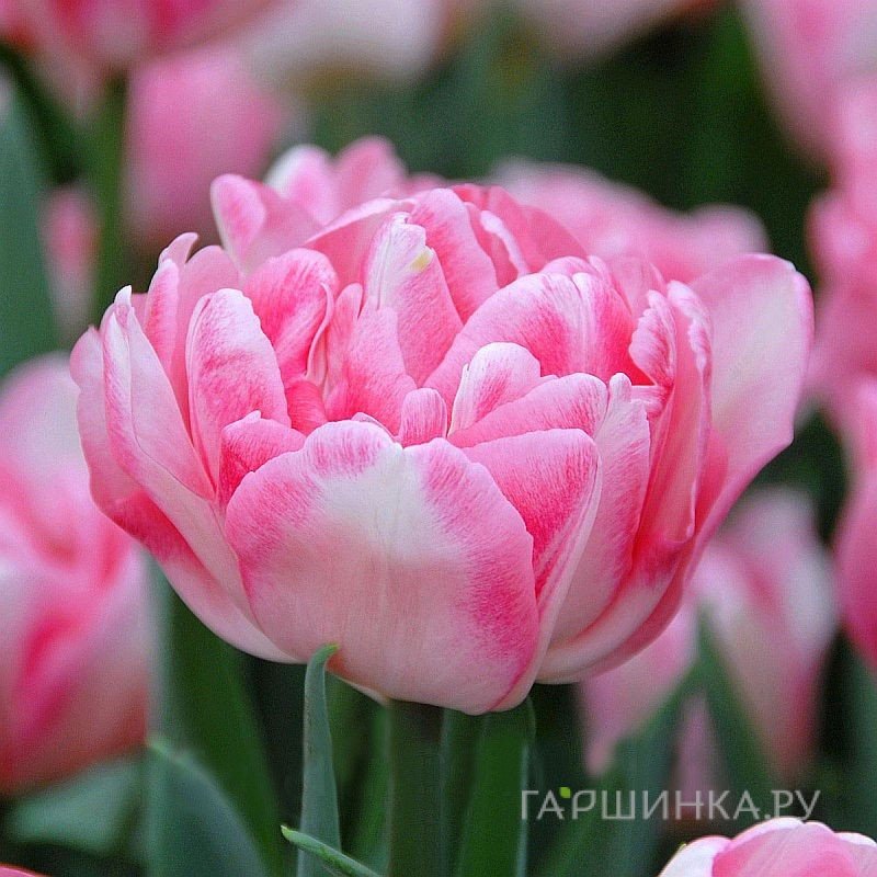 Тюльпан Фокстрот махровый 5шт