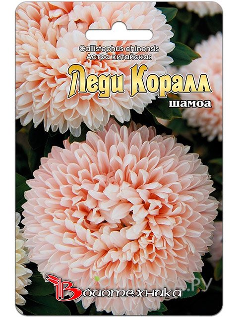 Семена Астра китайская Леди Коралл шамоа (Биотехника)