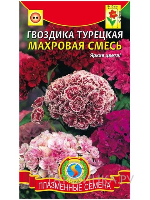 Семена Гвоздика турецкая махровая смесь (Плазмас)