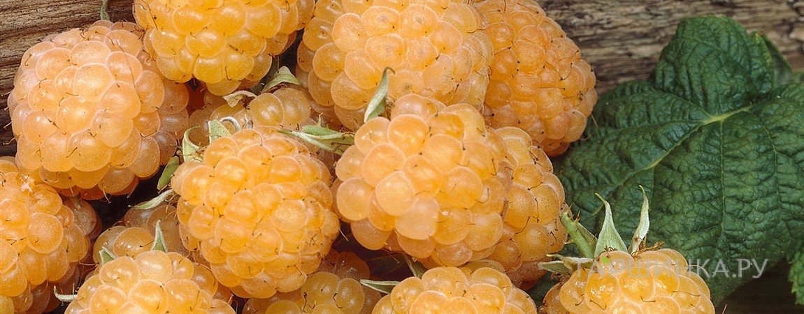 Малина Голден Блис желтая