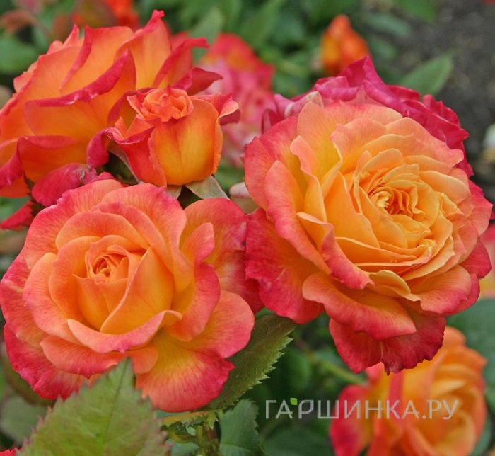 Роза Гартеншпас, Кордес