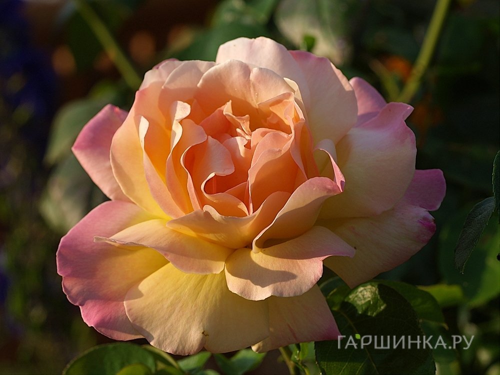 Роза Глория Дей чайно-гибридная, Тантау
