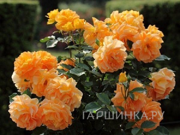 Роза  Голдэльзе на штамбе  90см