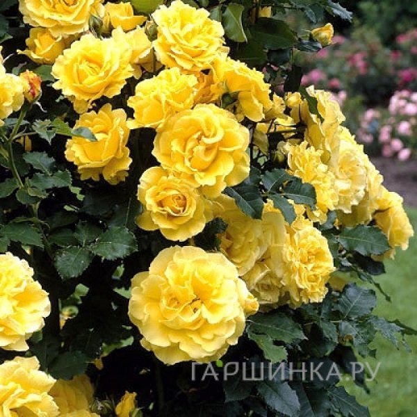 Роза Голден Шауэрс плетистая, Кордес