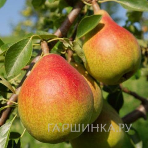 Груша Потаповская