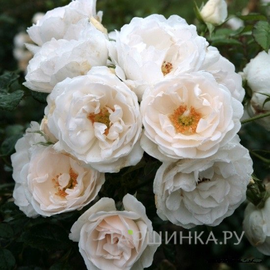 Роза Хелла, Кордес