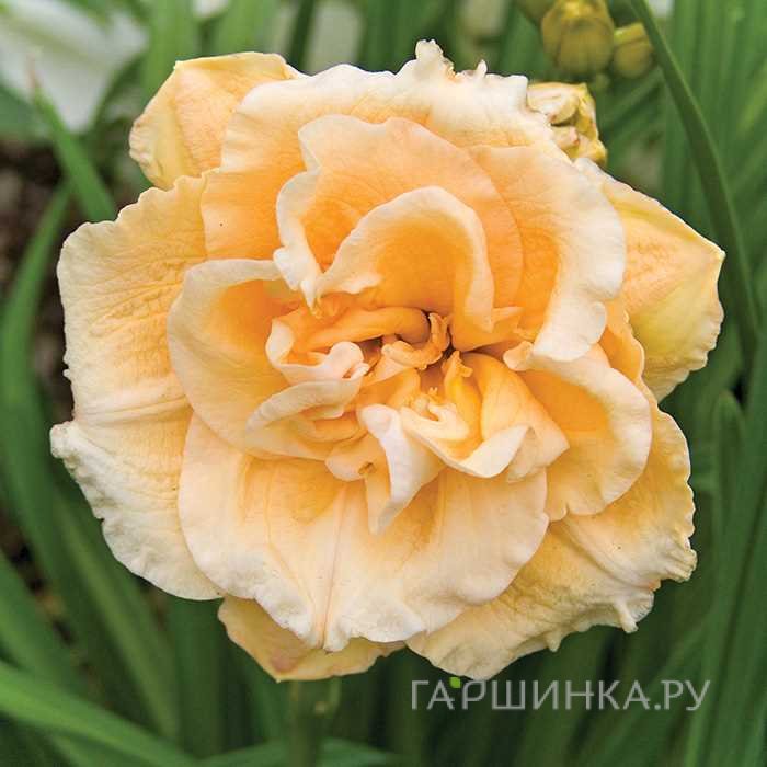 Лилейник Икебана Стар