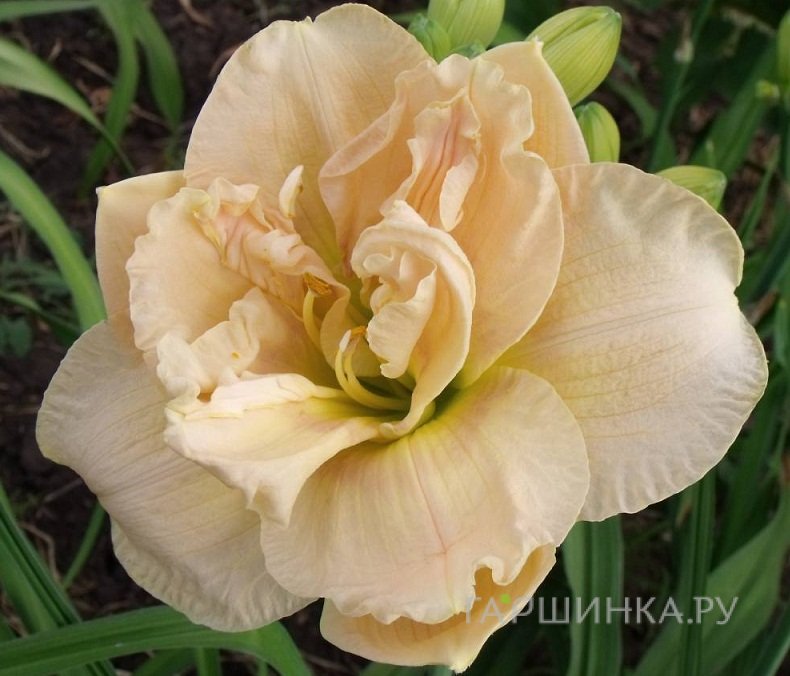 Лилейник Джейн Свон