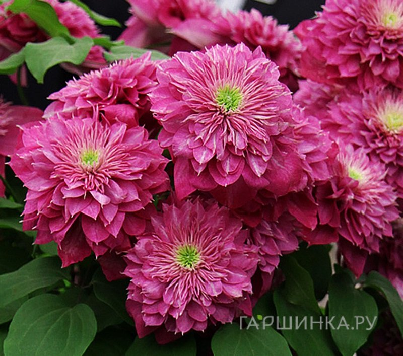 Клематис Кайзер крупноцветковый (2)