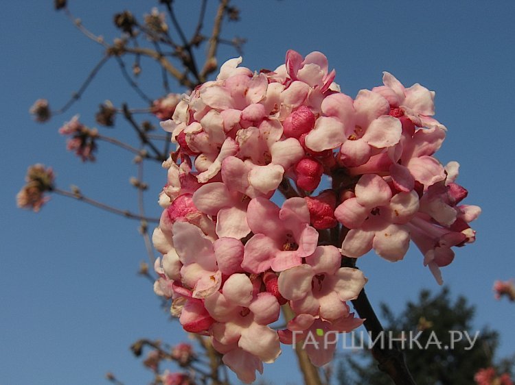 Калина Фаррера