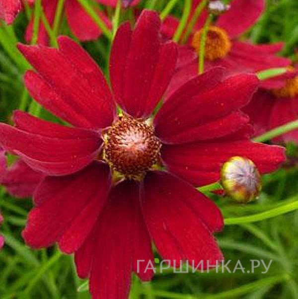 Кореопсис Руби Ред