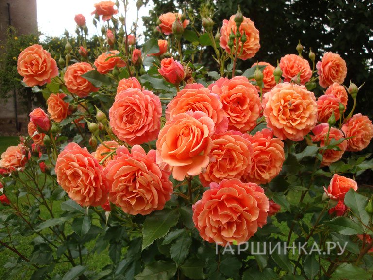 Роза Ламбада, Кордес