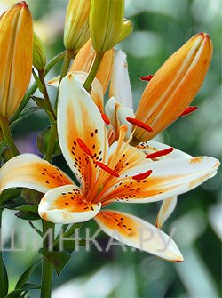 Лилия Оранж Электрик азиатская / 2шт