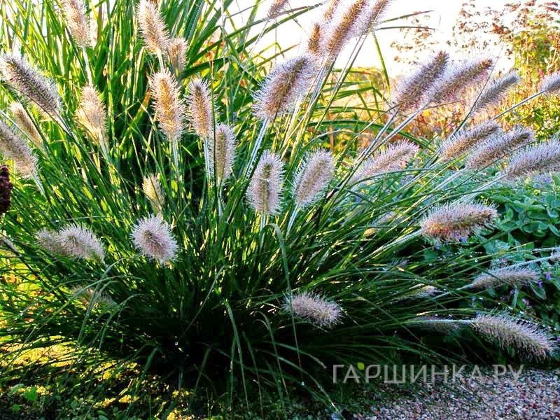 Пеннисетум Литтл Банни