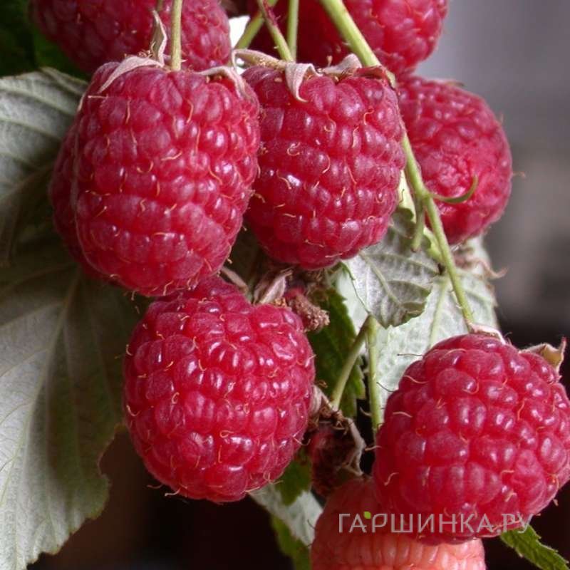 Малина Геракл ремонтантная красная (лицензионная)