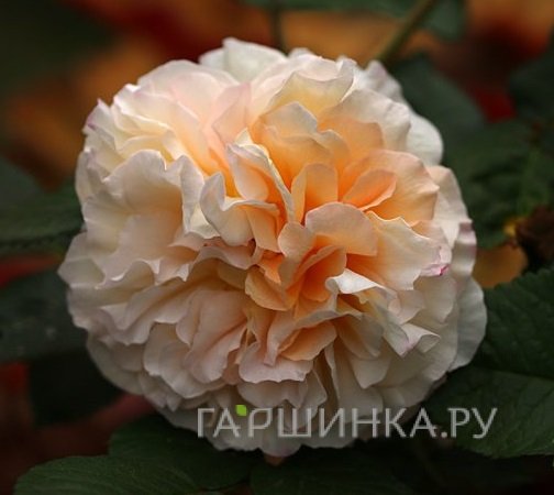 Роза Мисс Файн мускусная, Ленс