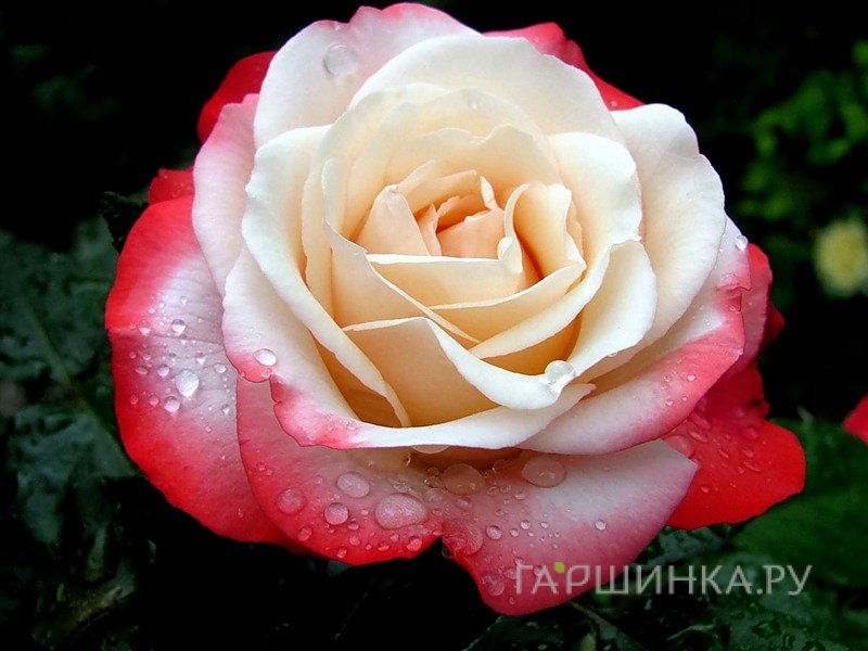 Роза Ностальжи чайно-гибридная, Тантау