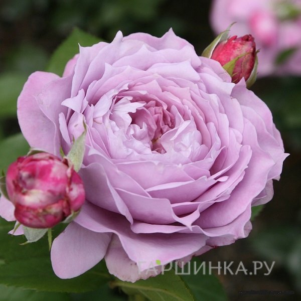 Роза Новалис флорибунда, Кордес