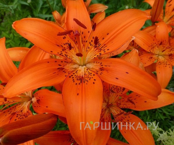 Лилия Оранж Пикси азиатская низкорослая/ 2шт