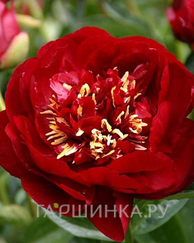 Пион Бакай Белл