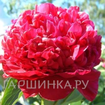 Пион Инспектор Лаверн