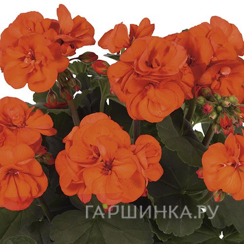 Пеларгония зональная Саванна Oх Со Оранж