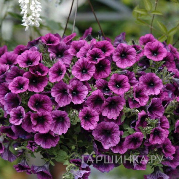 Петуния ампельная Мерлот