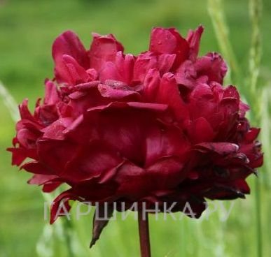 Пион В.Ф.Тёрнер