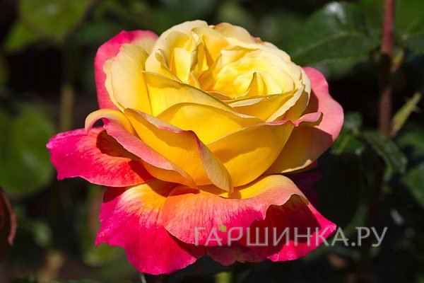 Роза Пульман Ориент Экспресс, Мейян