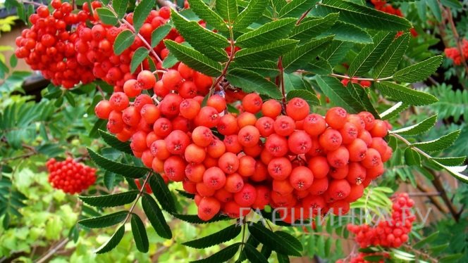 Рябина Невежинская