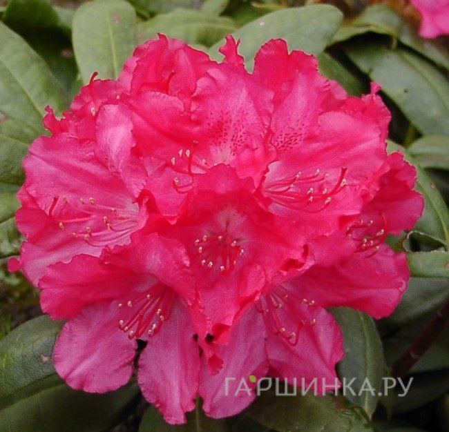 Рододендрон (Азалия) Астрид