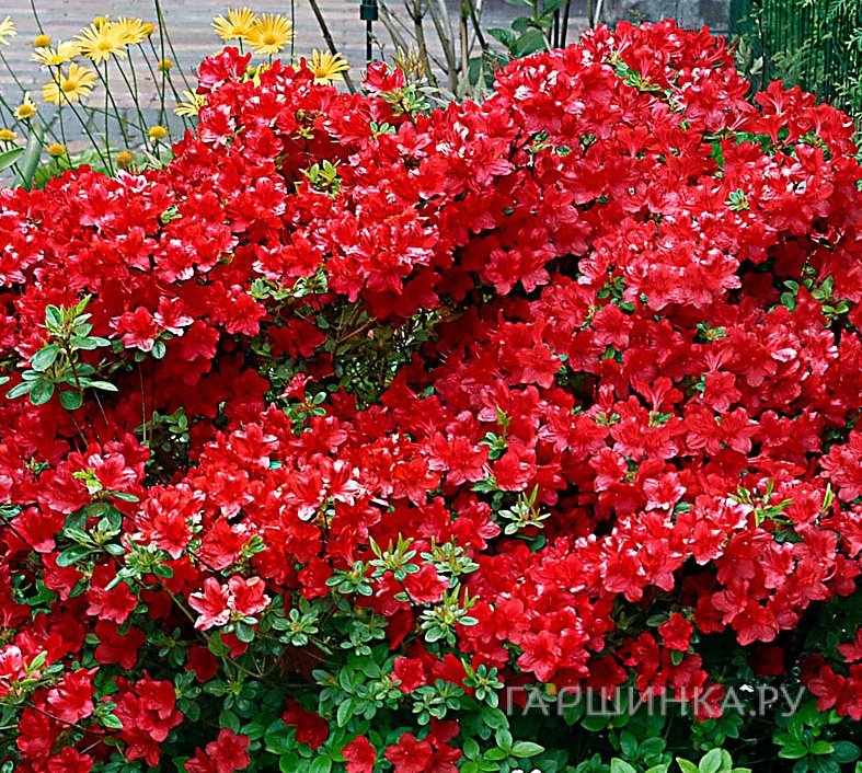 Рододендрон тупой Арабеск