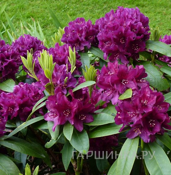 Рододендрон Поларнахт