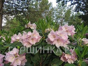 Рододендрон гибридный Ритва Финская Коллекция