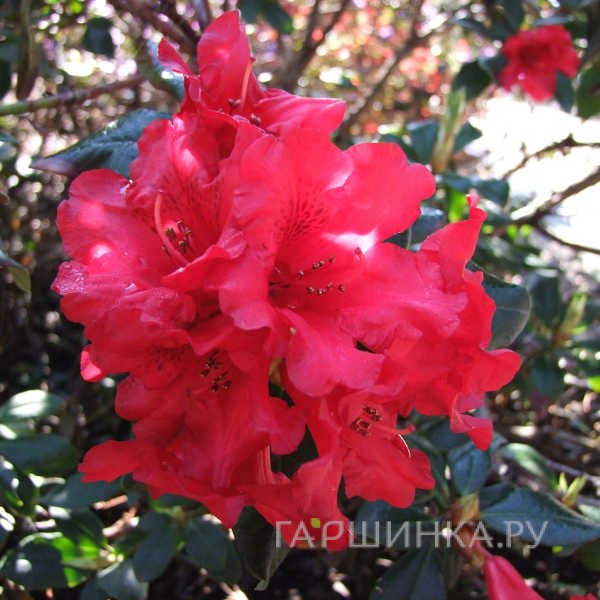 Рододендрон стелющийся Баден-Баден