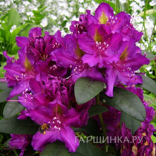 Рододендрон гибридный Либретто
