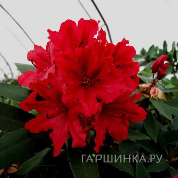 Рододендрон гибридный Таррагона