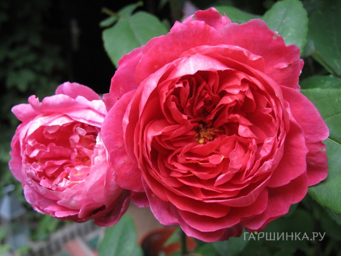 Роза Бенджамин Бриттен, Д.Остин кустарниковая