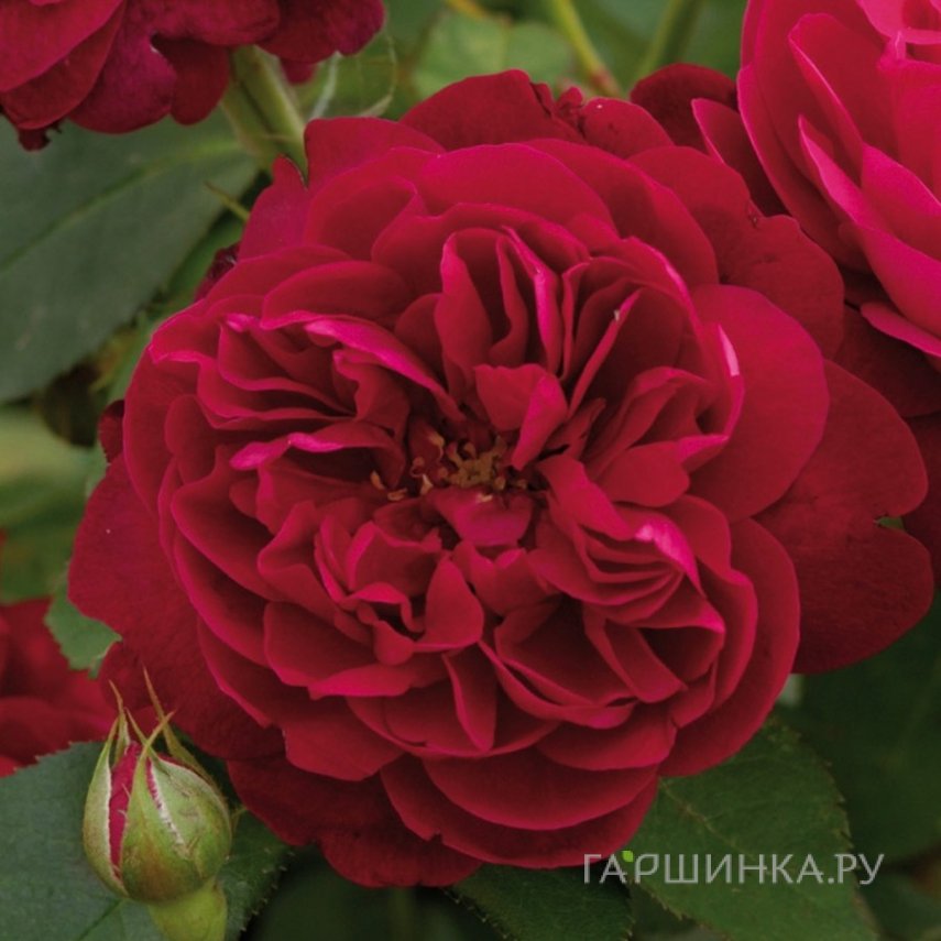 Роза Дарси Басселл, Д.Остин кустарниковая