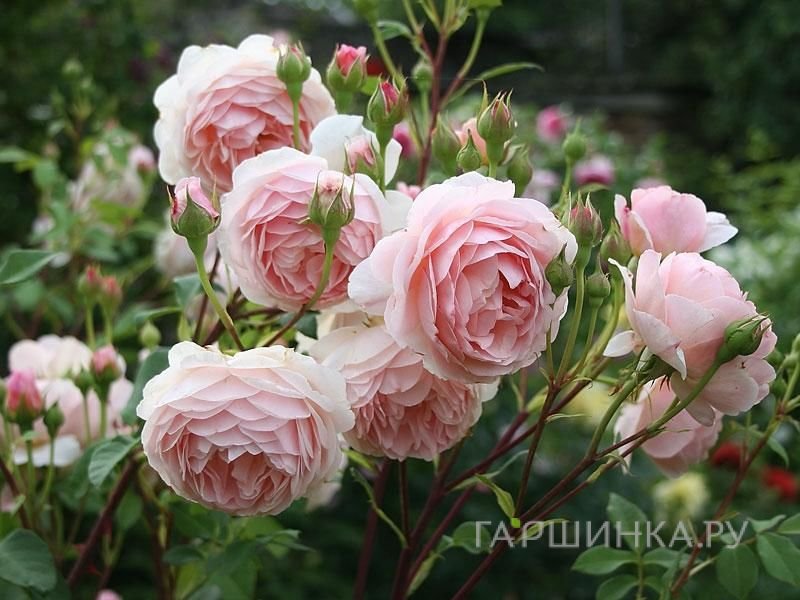 Роза Эглантин, Д.Остин кустарниковая