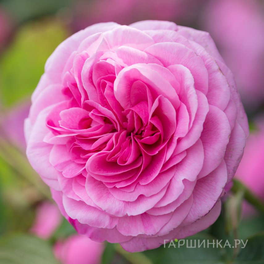 Роза Гертруда Джекилл, Д.Остин кустарниковая