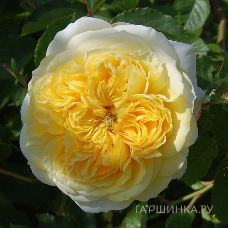 Роза Зе Пилигрим, Д.Остин кустарниковая
