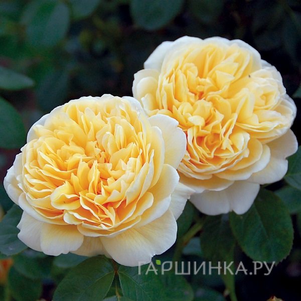Роза Шарлотта, Д.Остин кустарниковая